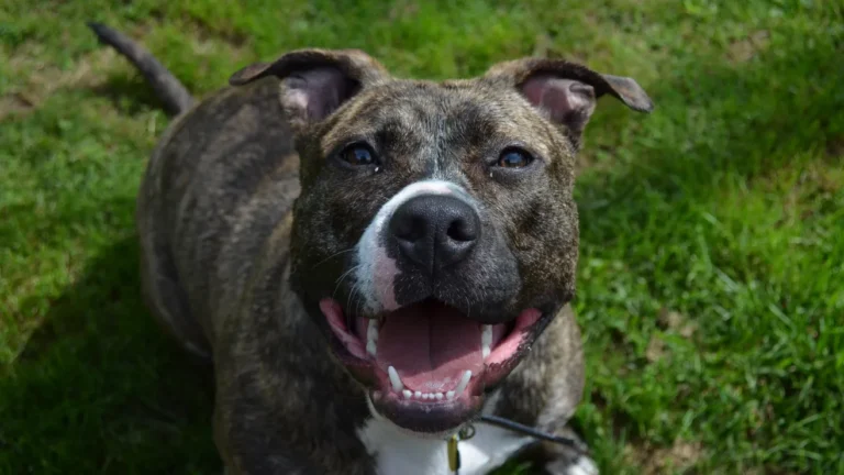 pexels-shanna-dugan-6322973