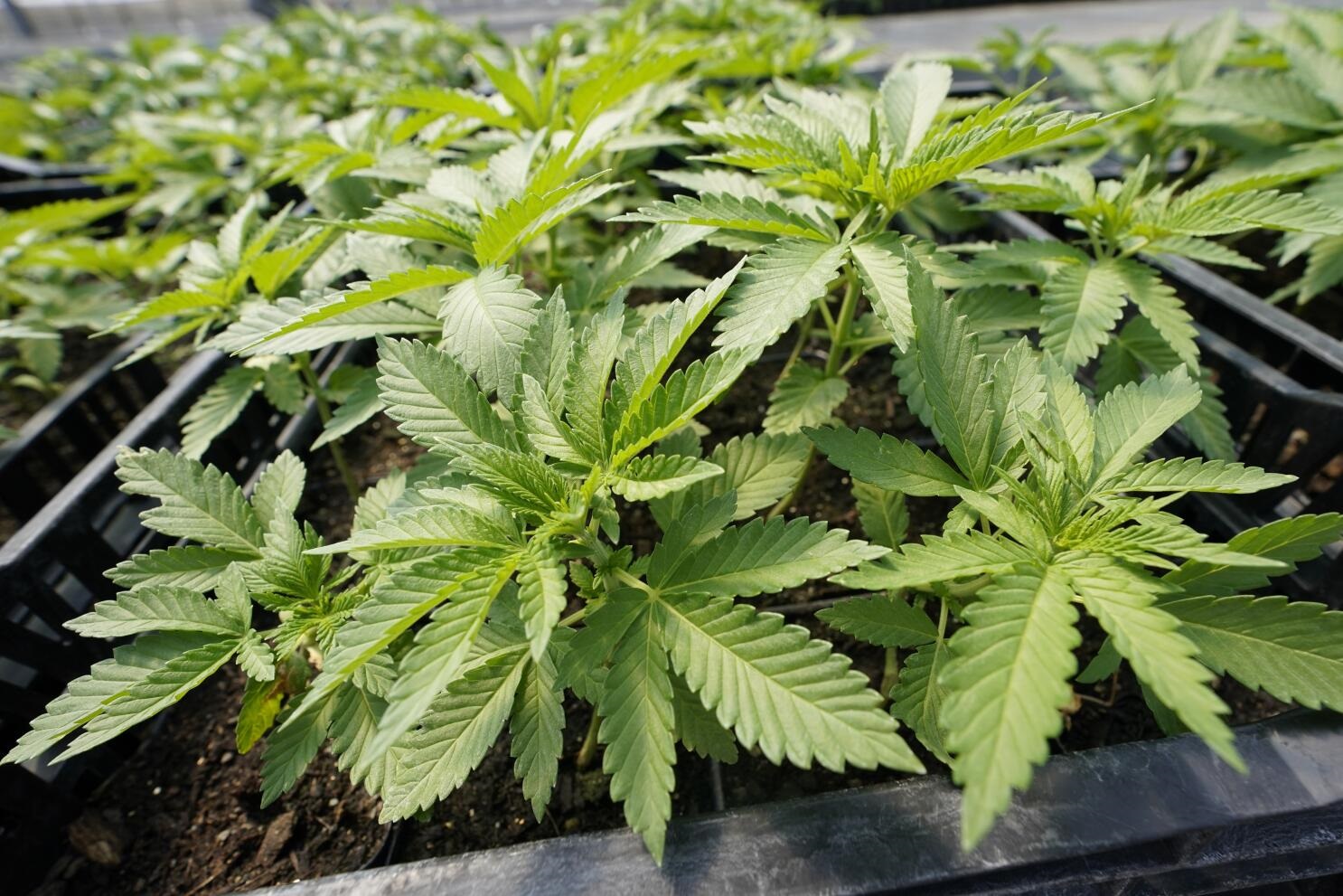 NUEVA YORK MARIHUANA