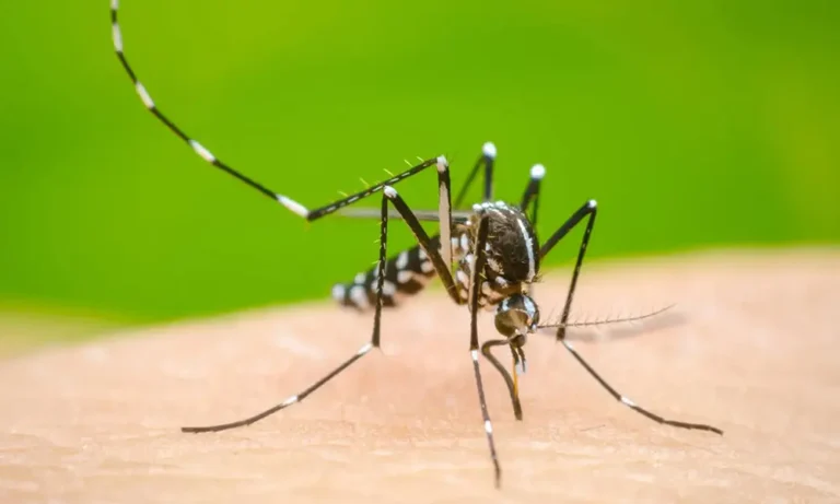6674dcbbb2275_dengue.jpg