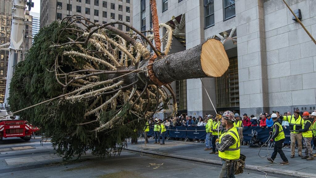 00000000000000-Proximos-dias-llegara-a-NYC-desde-MA-arbol-de-Navidad-al-Rockefeller-Center