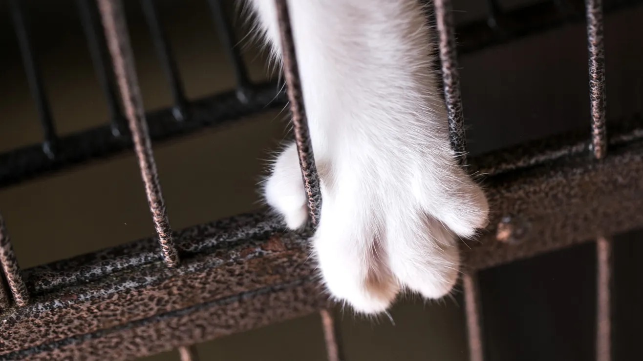 Rescatan-casi-100-animales-en-condiciones-deplorables-dentro-de-una-casa-en-Orange-County-shutterstock_703509484