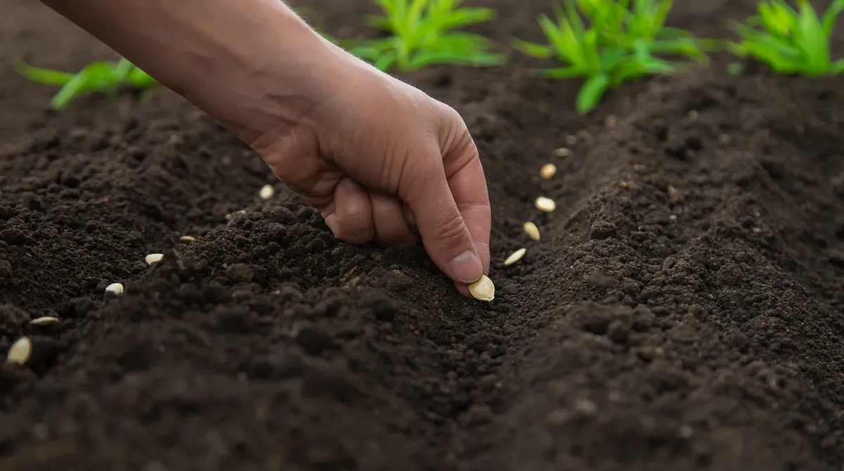 sow-the-seeds-in-the-garden-into-the-soil-selecti-2024-12-19-18-14-54-utc