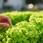 Crean-lechugas-capaces-de-producir-una-proteina-que-da-el-sabor-de-la-carne-850x479.jpg_202608061301