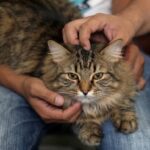 change_the_cat_202608142019